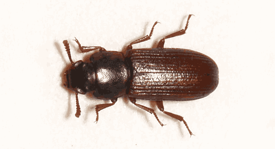 Mali brašnar (Tribolium confusum)