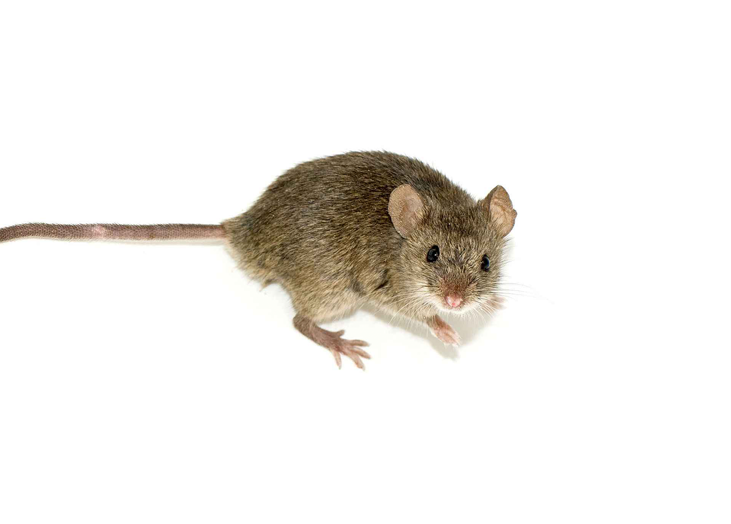 Mus musculus (kućni miš)