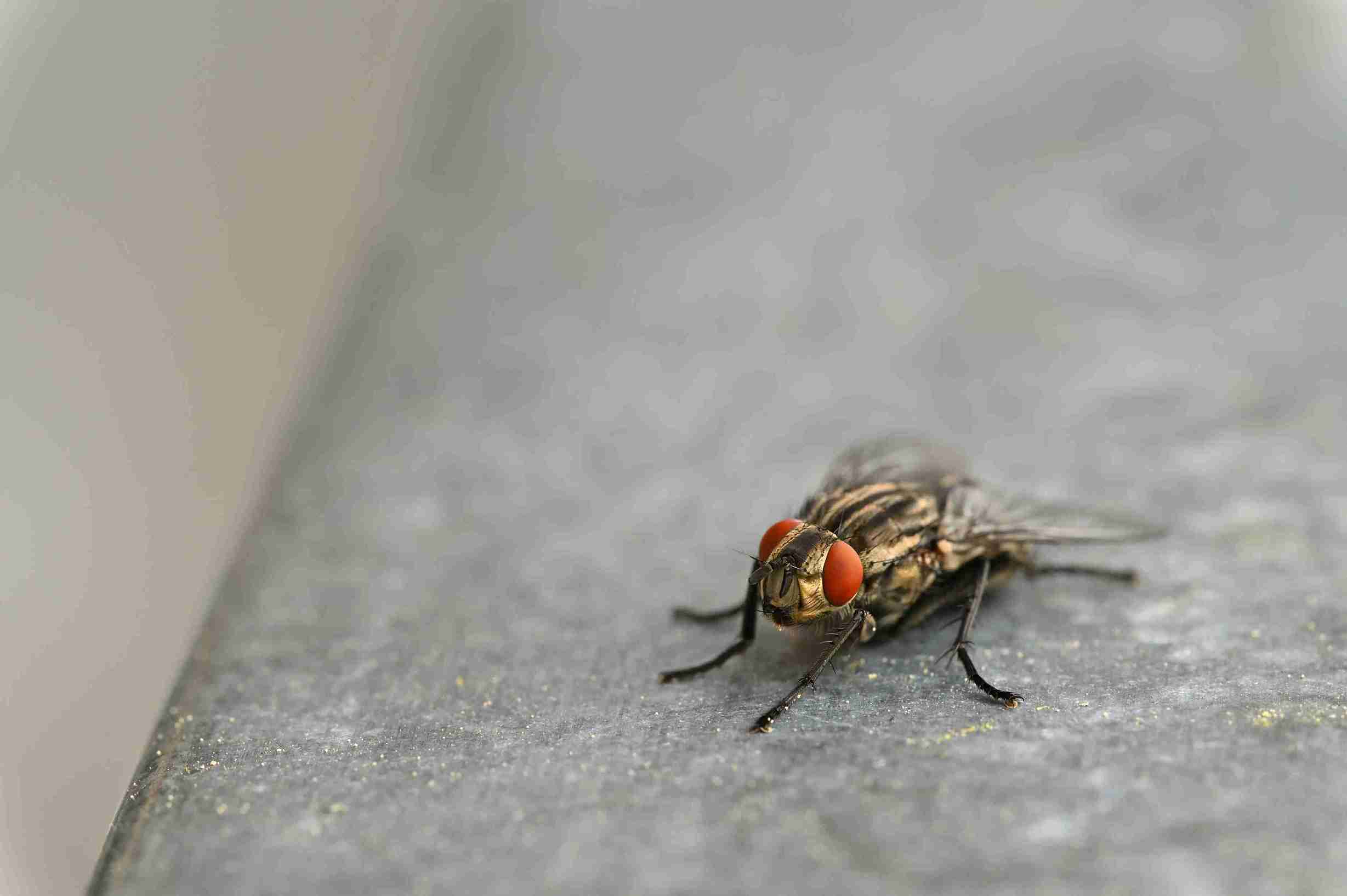 Domaća muva (Musca domestica)