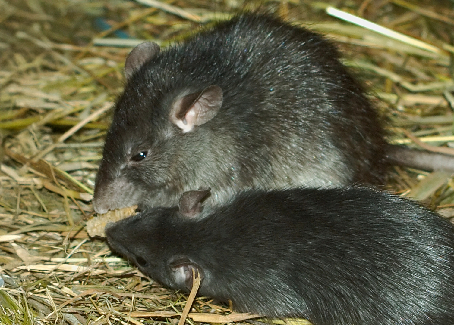 Rattus rattus (crni pacov)