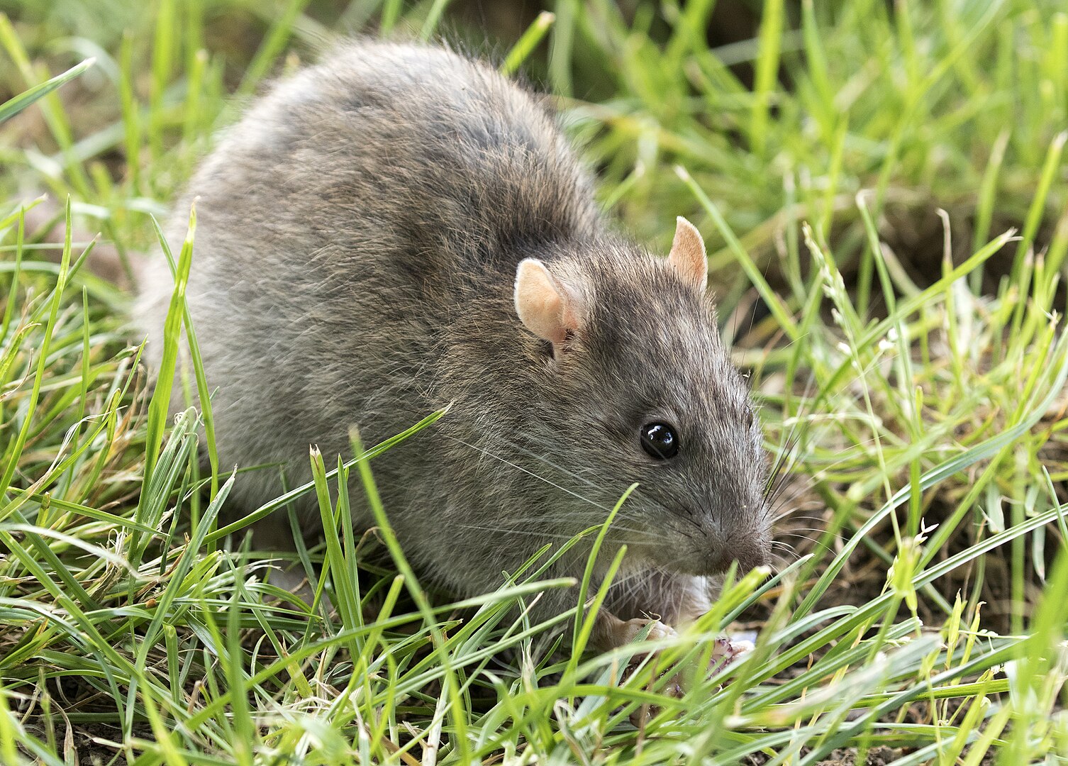 Rattus norvegicus (sivi pacov)