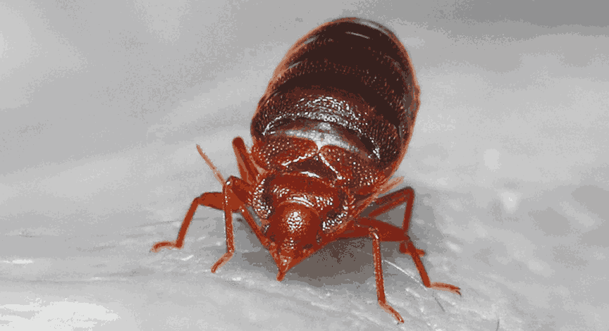 Krevetna stenica (Cimex lectulartus)