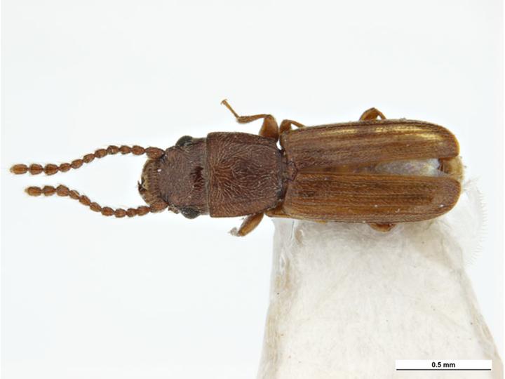 Rđasti pljosnati žižak (Cryptolestes ferrugineus)