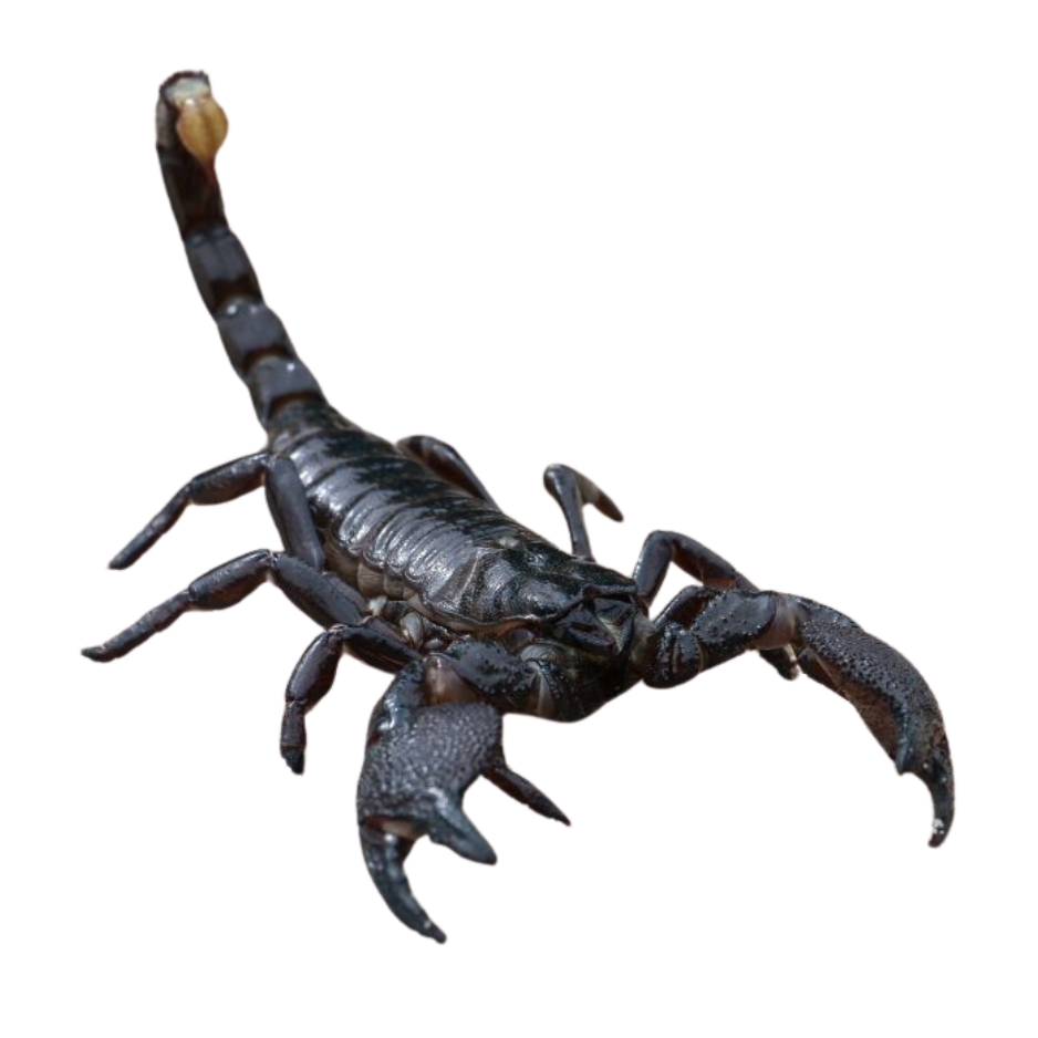 Škorpioni